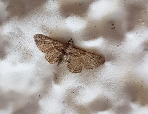 Réf. 217 379 : Gymnoscelis rufifasciata